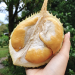 260.000 đồng một kg sầu riêng tí hon Thái Lan - Ông Điền Farm