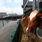 Hà Lan chăn nuôi trên trang trại nổi - Ông Điền Farm