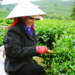 Việt Nam dẫn đầu về xuất khẩu trà sang Đài Loan - Ông Điền Farm